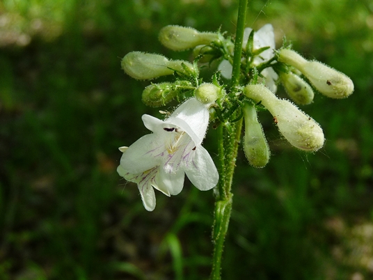 {Penstemon digitalis}